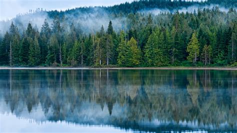Reflection On The Lake Pine Forest Fog Hd Desktop