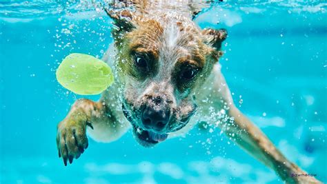How Deep Can Dogs Swim Dogs Natural Aquatic Abilities