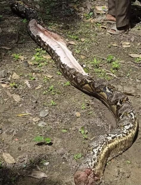 Missing Grandma S Body Reportedly Found In Monster Python That