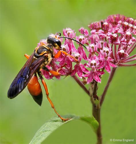 I would recommend wearing jeans, a jacket, and some sort of face cover if you do this, though i did it wearing shorts and a tank top. Great Golden Digger Wasp: Emma England Nature Photography