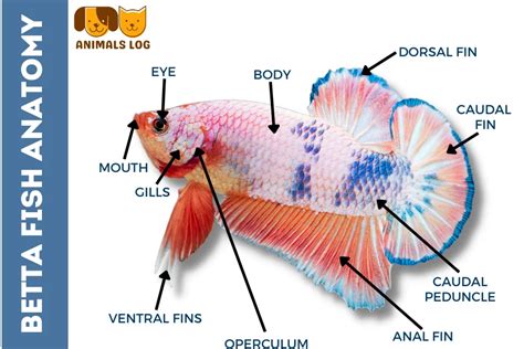 101 Facts About Betta Fish Anatomy You Should Know Animals Log