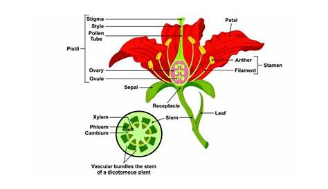 parts of the flower worksheet answers