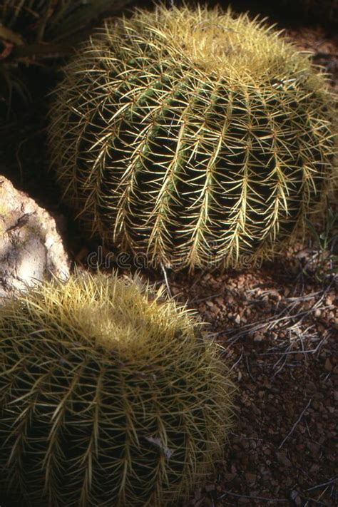 Golden Barrel Cactus At Boyce Thompson Arboretum Superior Arizona Stock