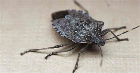 What Do Stink Bugs Hate Any Of These 15 Tips