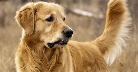 The golden retriever is particularly easy to train. Der Golden Retriever - Familienhund aus Begeisterung | THE ...