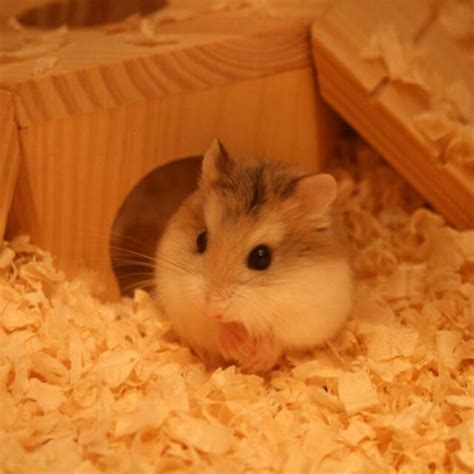 Reserved Roborovski Dwarf Hamster Female Pet Supplies Homes Other Pet Accessories On