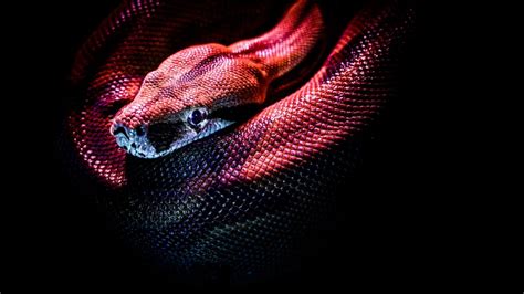 Cientistas Descobrem Clit Ris Em Cobras F Meas Pela Primeira Vez