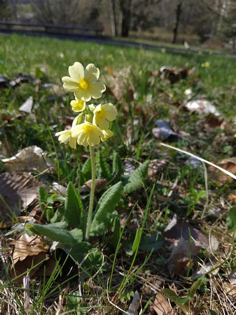 Check spelling or type a new query. Spring Flowers (51 photos) Minecraft Blog