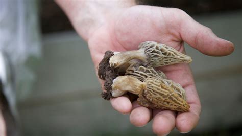 How To Grow Morel Mushrooms Complete Guide