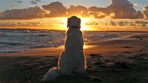 Dog Beach Sunset Wallpapers Top Free Dog Beach Sunset Backgrounds