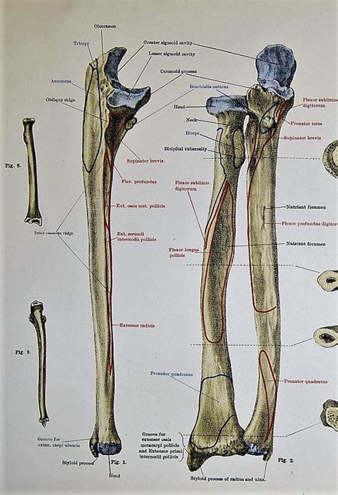 Anatomy Of The Ulna
