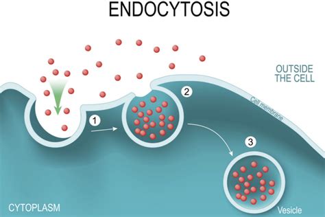 A Definition Of Endocytosis With Steps And Types
