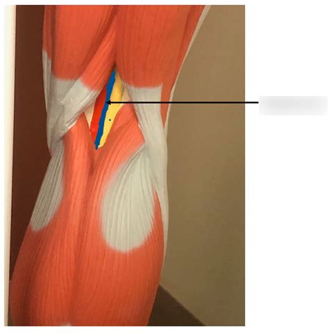 Popliteal Vein Diagram Quizlet