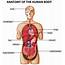 Diagram Showing Anatomy Of Human Body With Names 416502 Vector Art At 