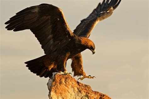 Golden Eagle Robbie George Photography Photography Prints Art