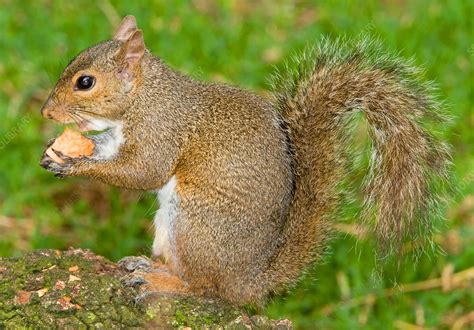 Eastern Gray Squirrel Stock Image C0092674 Science Photo Library