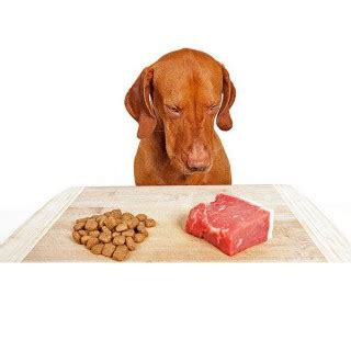 Do not ever give a dog raw meat, under any circumstances! Can I Give My Dog Raw Foods? | Raw Food Diet Options for Dogs