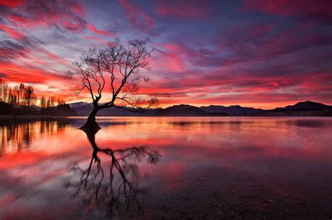 The Tree That Cries For Me Lake Wanaka Landscape Earth Pictures