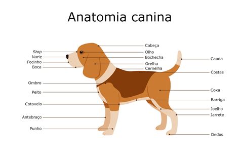 Anatomia Canina Biologia Animais Infoescola