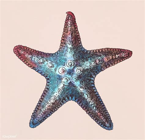 Hand Drawn Sea Starfish Isolated Premium Image By How