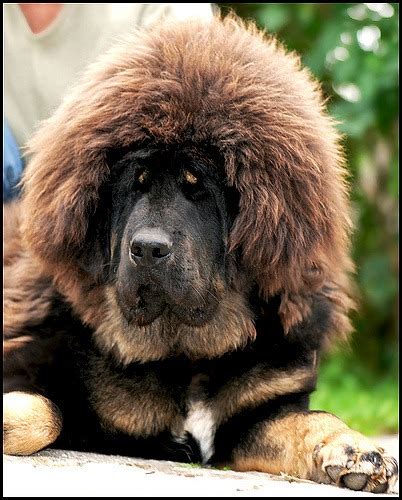 Tibetan Mastiff Dog Breed Information And Pictures Livelife
