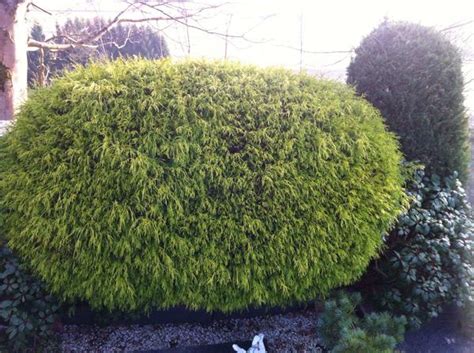We did not find results for: Busch Fuer Garten - Gartengestaltung Idee
