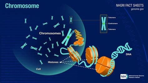 Dna In The Cell Chromosome Human Genome Fact Sheet