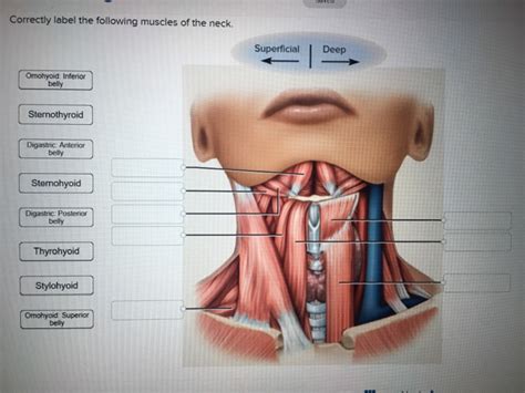 The muscles of the neck are present in four main groups. Solved: Correctly Label The Following Muscles Of The Neck ...