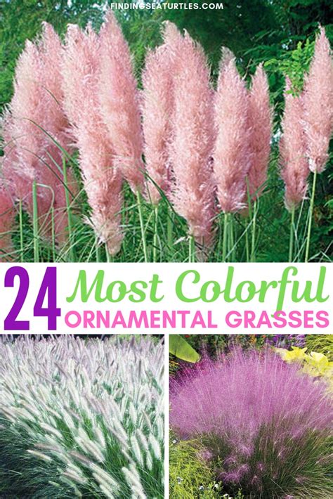 24 Best Ornamental Grasses Finding Sea Turtles