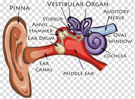 Ear Anatomy Diagram Cochlea Eardrum Ear Human Transparent Background
