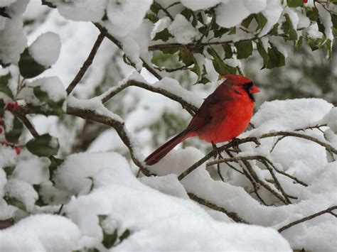 48 Cardinals In The Snow Wallpapers Wallpapersafari