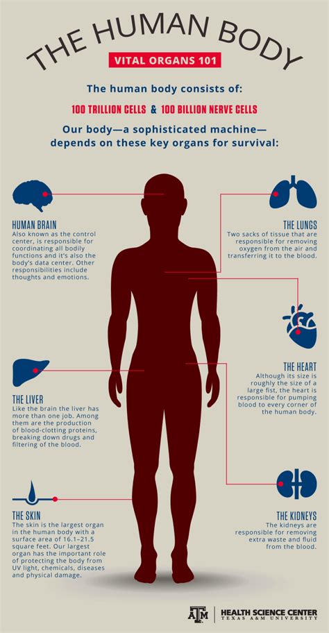 The major organs of the abdomen include the. Infographic: Major organs 101 - Vital Record