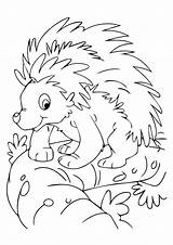 Nocturnal Animals Coloring Porcupine Printable Preschool Colouring Animal Toddlers Mask sketch template