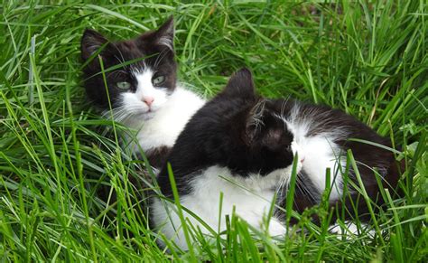 Comment Reconnaître Un Chat Mâle Dun Chat Femelle