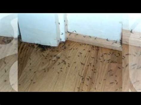 How much does it cost to treat for termites? Subterranean Termite Treatment Cost - YouTube