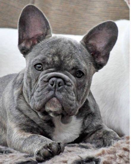 They are a genetic variation of interbreeding with chihuahuas and are more expensive. One stolen Frenchie found other two still missing | French ...