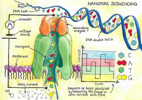 Pore Over This Advances In Dna Sequencing The Oxford Scientist