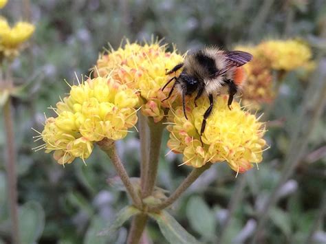 Jul 20, 2021 · 22 ways to combat garden pests naturally a healthy garden attracts all kinds of pests—raccoons, rabbits, beetles, to name just a few. Eriogonum umbellatum-Sulphur flower buckwheat - Klamath ...