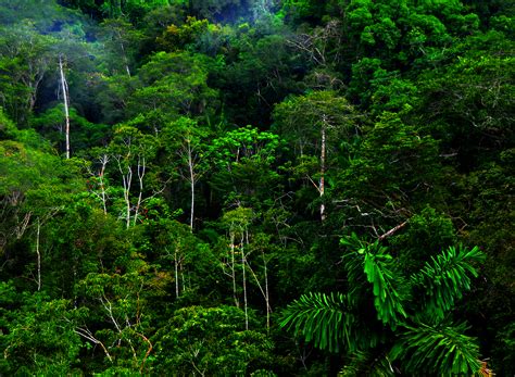 Mengenal Hewan dan Tumbuhan: Bioma Hutan Hujan Tropis