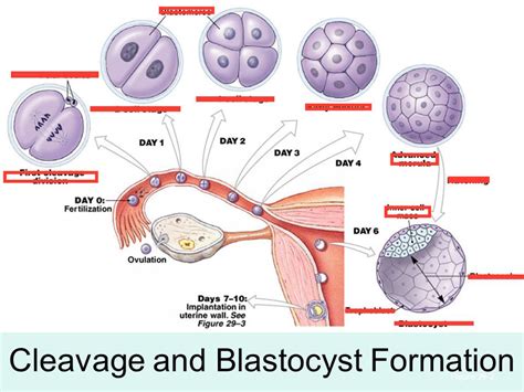 Chapter Blastocyst Formation Diagram Quizlet