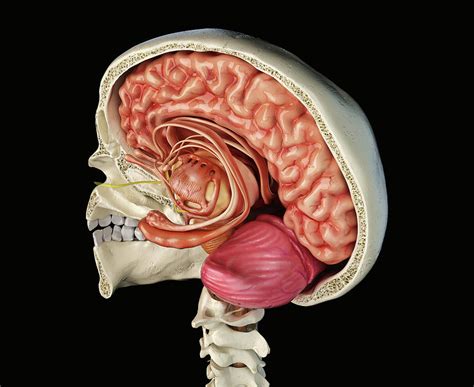 Human Skull Mid Sagittal Cross Section Photograph By Leonello Calvetti