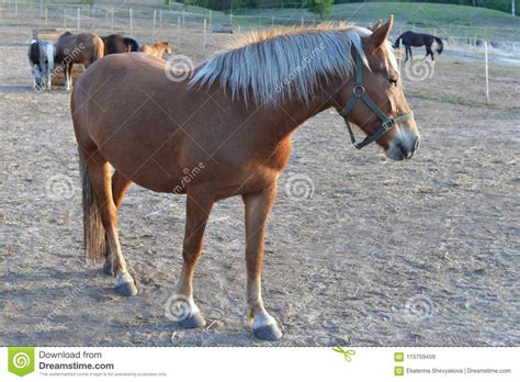 Beautiful Animal Pony Horse Brown Stock Image Image Of Background