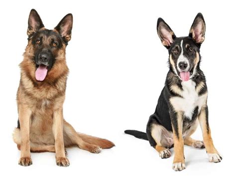 Purebred German Shepherd Vs Mix Which Is Better World Of Dogz