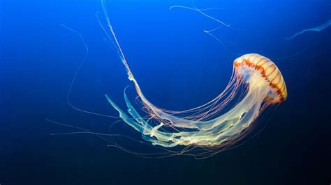 Wallpaper Id 17851 Jellyfish Underwater World Tentacles Swim