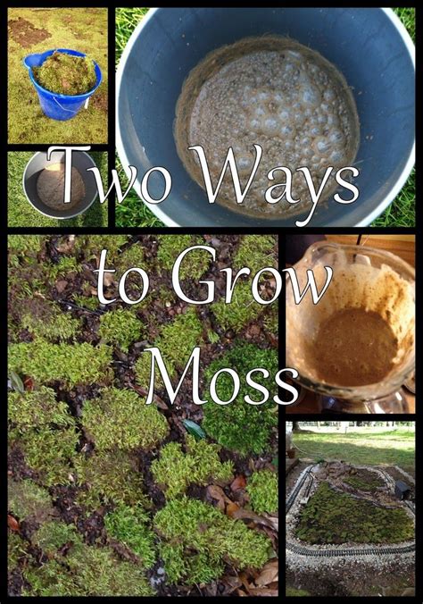 Charlottes Empire How To Grow Moss Garden And Plants