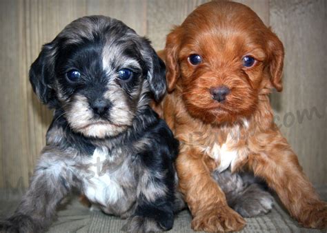 One puppy or kitten adopted in. Cockapoo Adoption