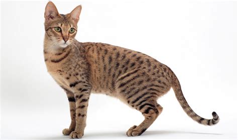 Cats are tameable passive mobs that are found in villages and swamp huts. Savannah Cat Breed Information
