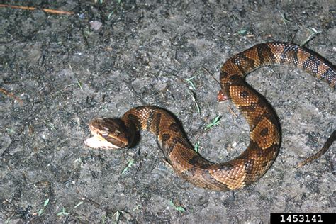 Water Moccasin Agkistrodon Piscivorus