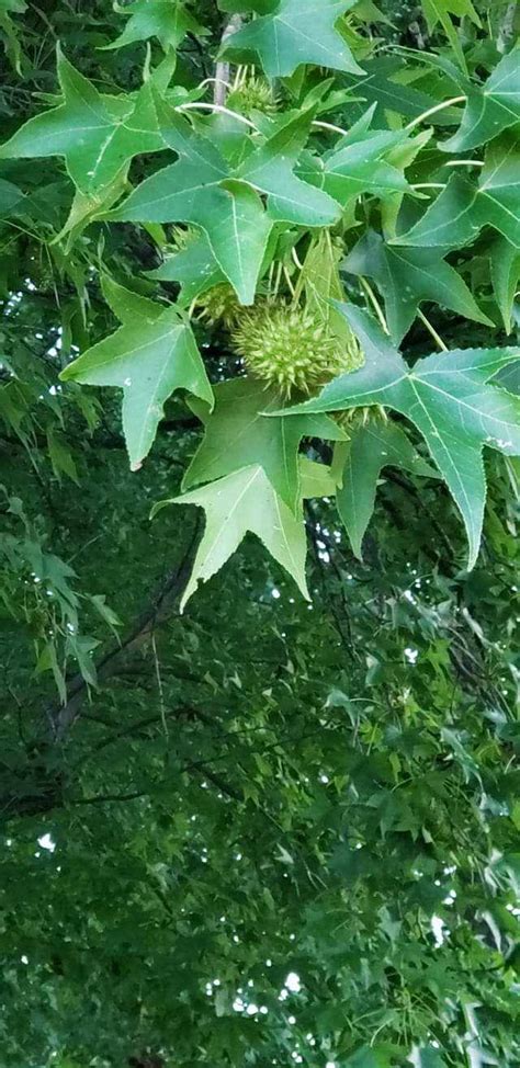 What Tree Is This Missouri Has Spikey Balls Rwhatsthisplant