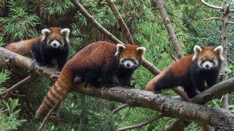Red Panda Cubs Make Public Debut At Prospect Park Zoo In